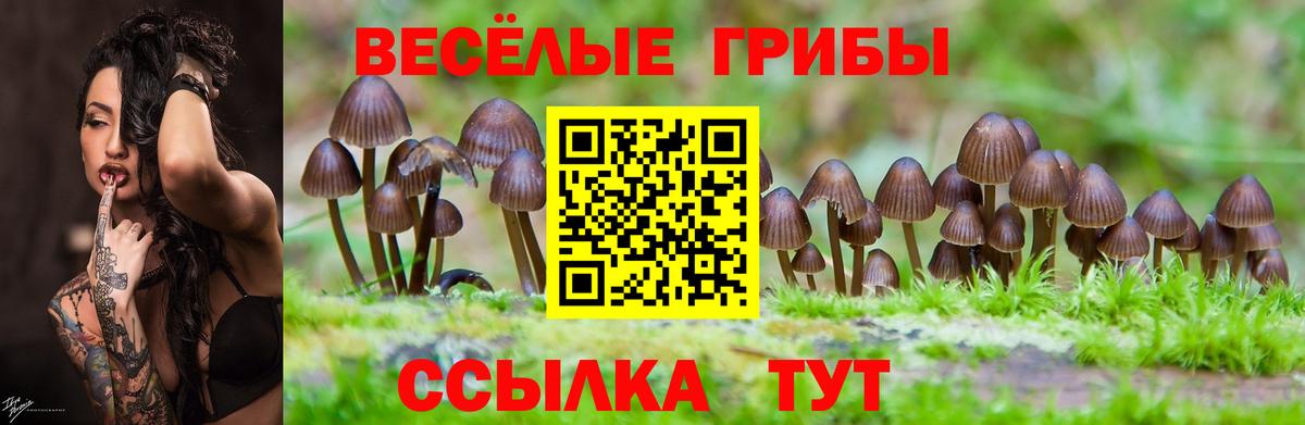 купить наркотик  Псилоцибиновые грибы Psilocybine cubensis  Вход с VPN  Галлюциногенные грибы GOLDEN TEACHER  Екатеринбург 